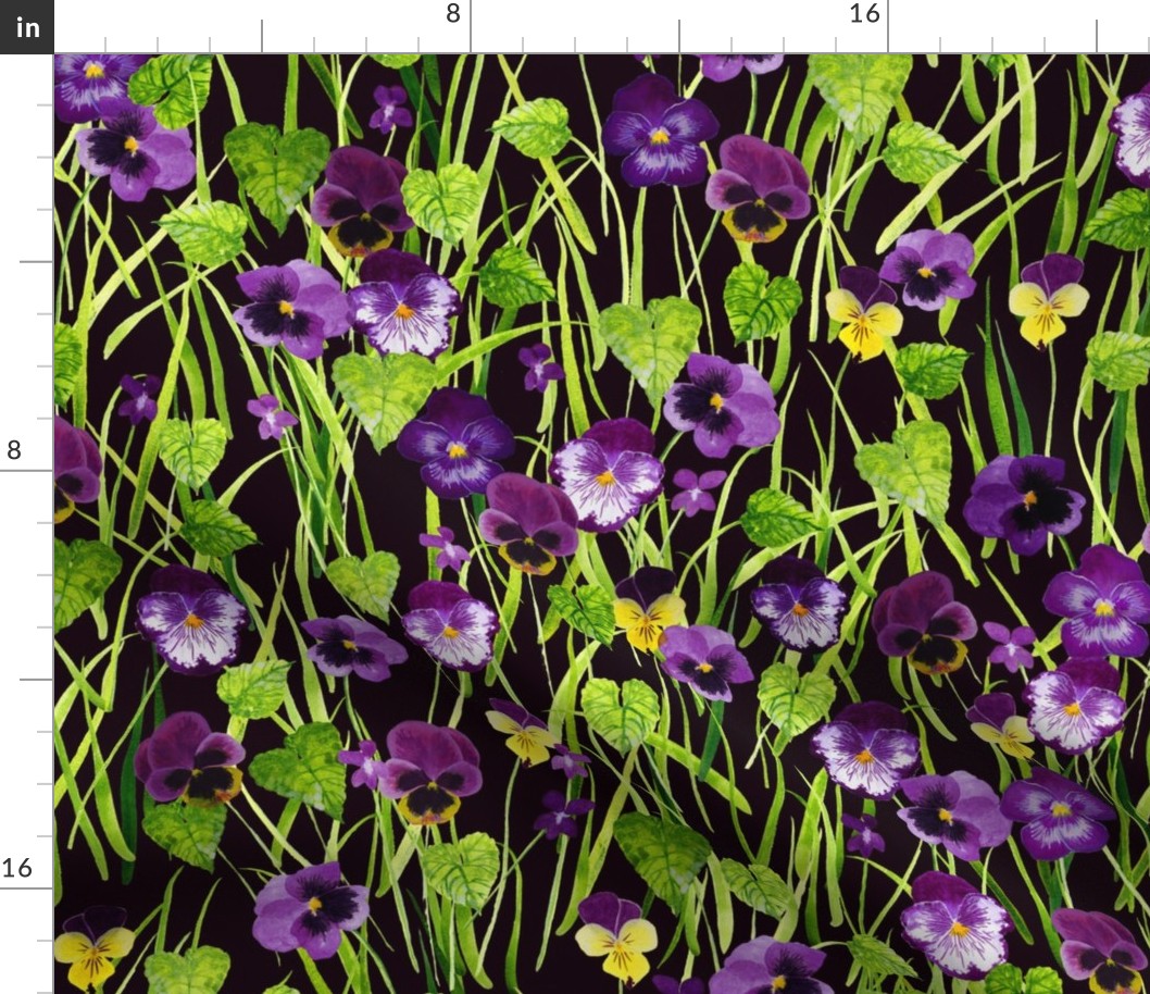 Pansies purple-black