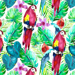 Rainforest Macaw