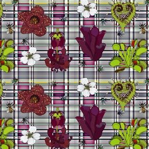 Insectivorous plants on pink and grey plaid