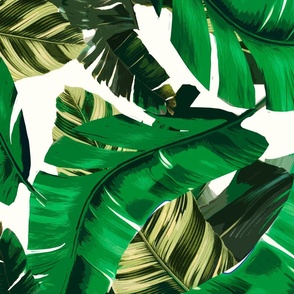 Tropical Banana Palm leaves