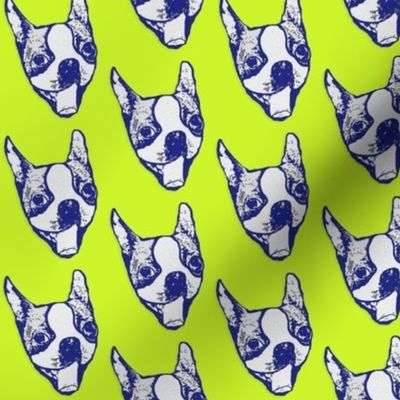 Pop art pup - Boston Terrier in tennis ball yellow and blue