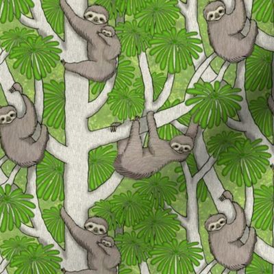 Rainforest Sloths