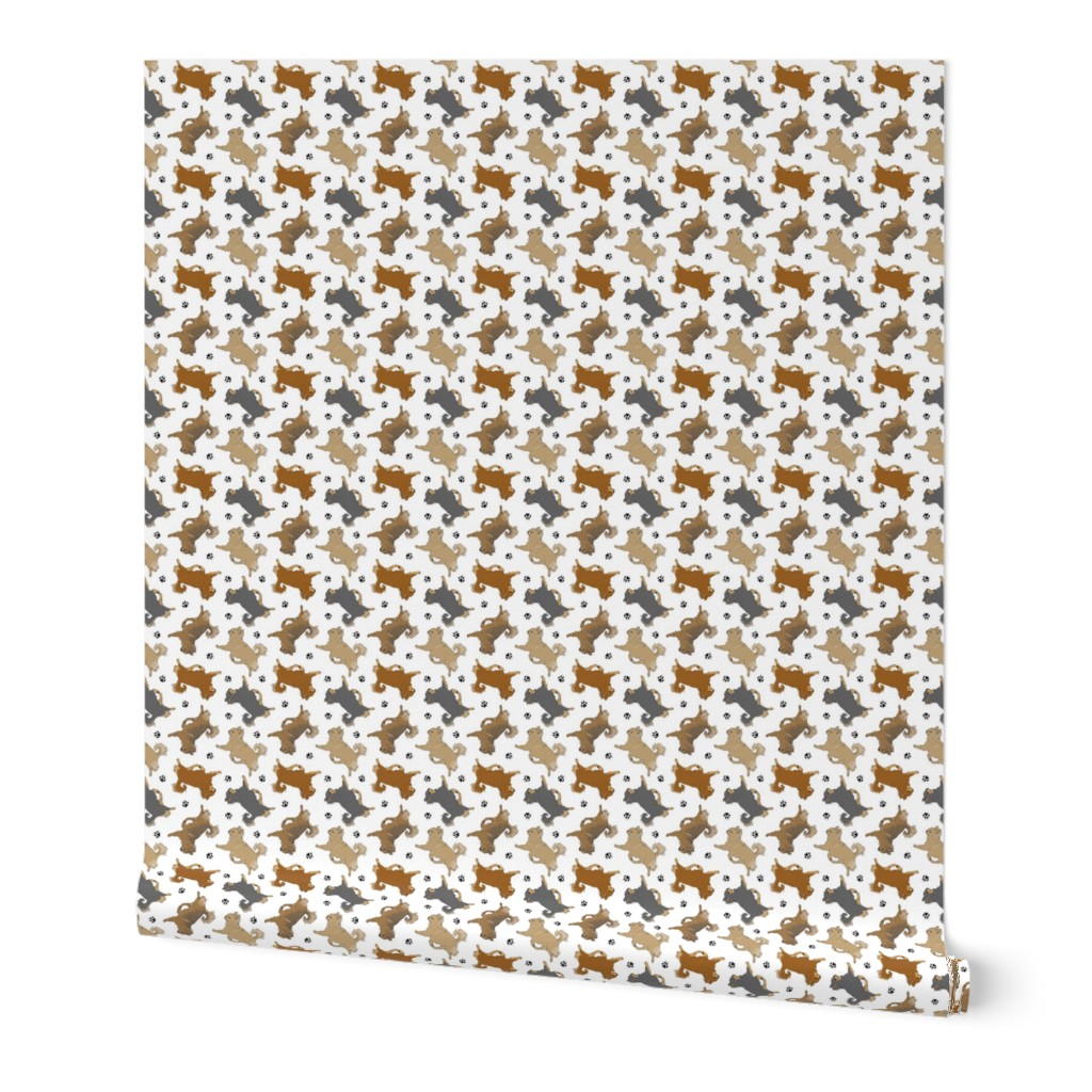 Tiny Trotting long coat Chihuahuas and paw prints - white