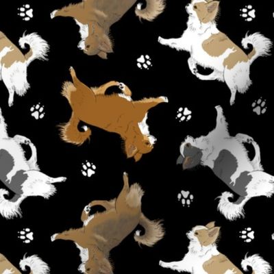 Trotting long coat Chihuahuas and paw prints B - black