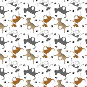 Trotting smooth coat Chihuahuas and paw prints C - white