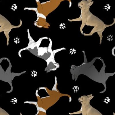 Trotting smooth coat Chihuahuas and paw prints C - black