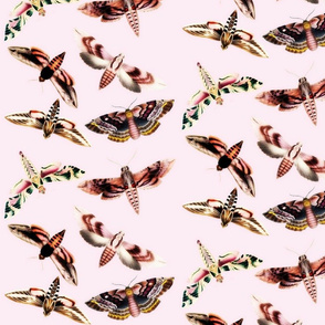 Pink moths
