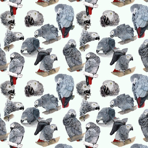 African Grey Parrots