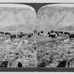 Yellowstone Bison