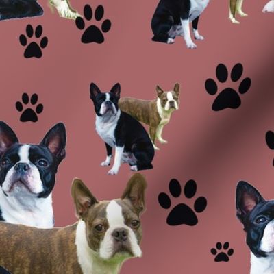 Boston Terrier and Pawprints