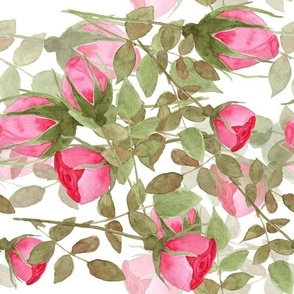 Watercolor pink roses on white