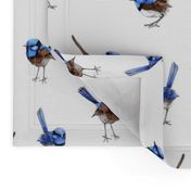 Lifesize Blue Wrens on White 2"