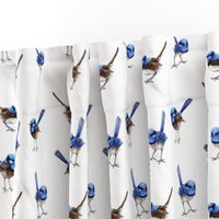 Lifesize Blue Wrens on White 2"