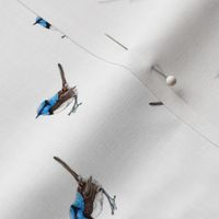 Tiny Blue Wrens on White