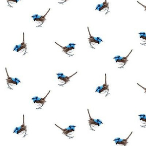 Tiny Blue Wrens on White