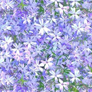 Spring phlox