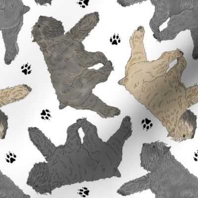 Trotting Bouvier des Flandres and paw prints - white