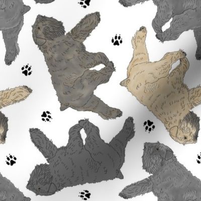 Trotting uncropped Bouvier des Flandres and paw prints - white