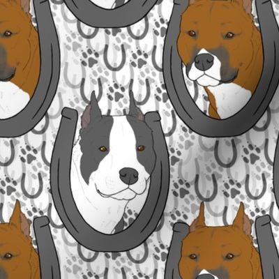 American Staffordshire Terrier horseshoe portraits