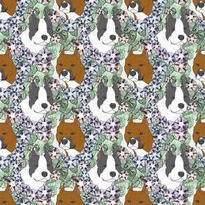 Floral American Staffordshire Terrier portraits