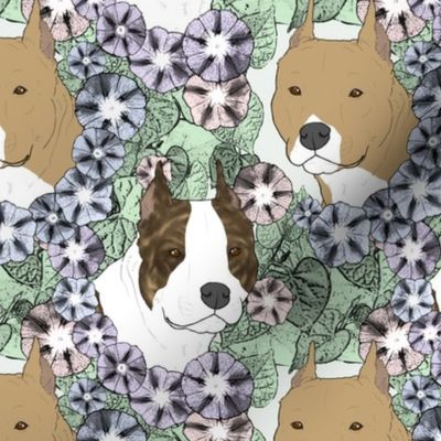 Floral American Staffordshire Terrier portraits B