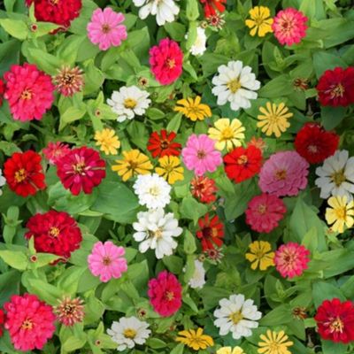 Zinnia Bed