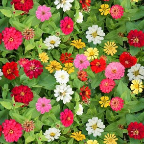 Zinnia Bed