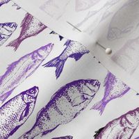 Fish Sketches in Purple Shades // Small