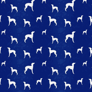 Italian greyhounds on blue