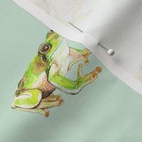 Green Tree Frog on Pale Duckegg 