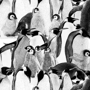 Black and white Penguins.