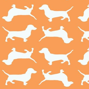 White Doxies on orange