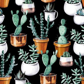 Cactus pots black