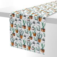 Cactuses in pots