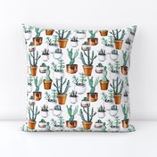 Cactuses in pots