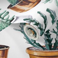 Cactuses in pots