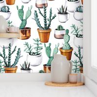 Cactuses in pots