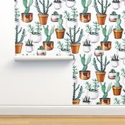 Cactuses in pots