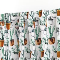 Cactuses in pots