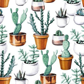 Cactuses in pots