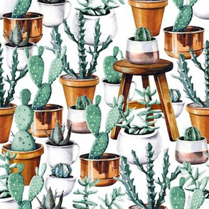 Cactus garden 