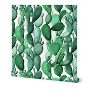 Cactus wall