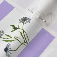 African Daisies with Purple Stripe