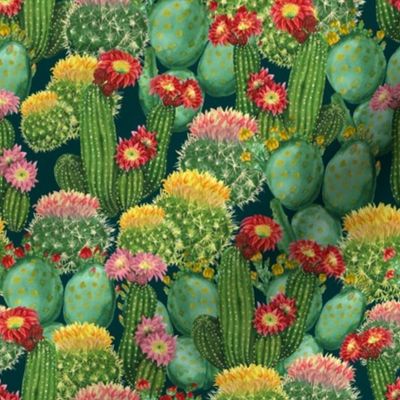 Cactuses, Medium Size