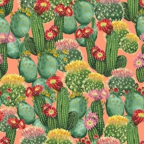 Pink cactuses