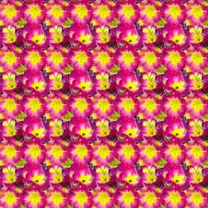 pinkyellowflowers