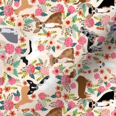 chihuahua floral fabric dogs cute pets fabric pet dog chihuahuas fabric