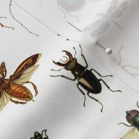 BUGS COLLECTION / VINTAGE / WHITE