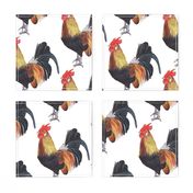 Rooster - large scale