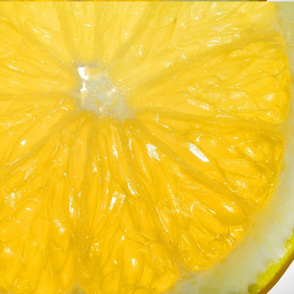 Snowcatcher Lemon